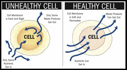 Chiropractic Kingwood TX Healthy vs Unhealthy Cell